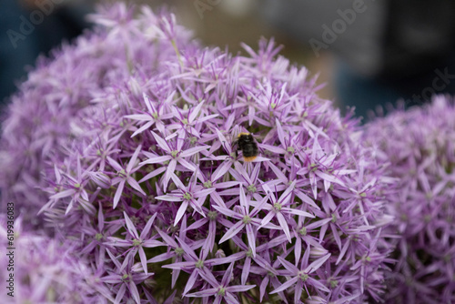 Bumblebee in allium giganteum photo