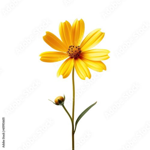 Simple yellow flower over white transparent background