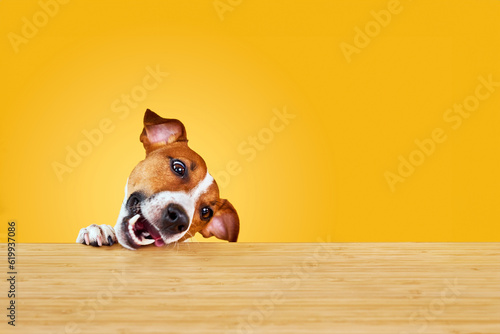 Jack Russell terrier dog eat meal from a table.