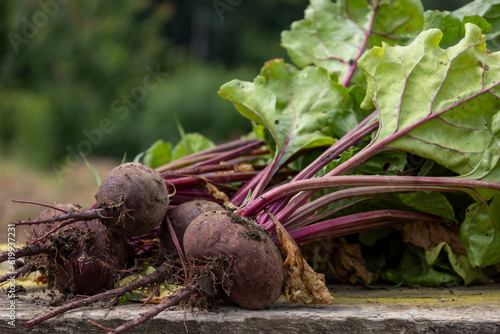 young, dirty, fresh beets on a board. Blurred background.