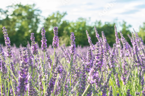 Fleurs de lavandes en gros plan sur le plateau de Valensole  en Provence  Sud de la France.