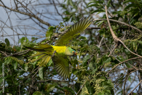 The flight of Peach-fronted Parakeet also know as Periquito-rei in the middle of the wood. Species Eupsittula aurea. Animal world. Bird lover. Birdwatching. Birding.