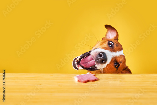 Murais de parede Jack Russell terrier dog eat meal from a table.