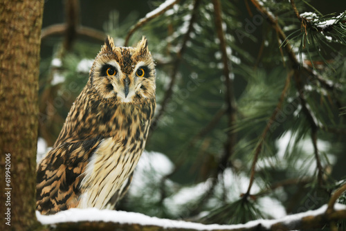 Short-eared Owl, Asio flammeus, sitting on branch the spruce tree. Owl in winter forest.. Wildlife scene from the nature habitat.