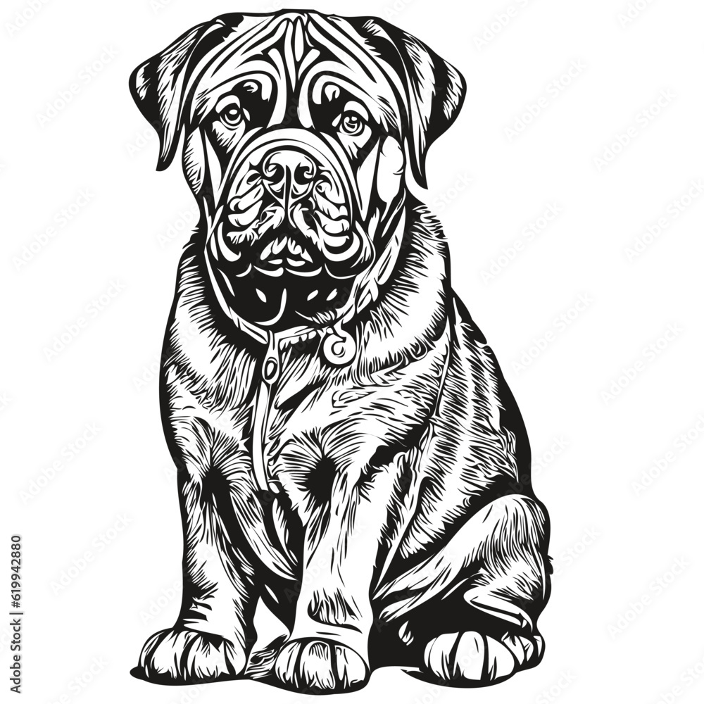 Neapolitan Mastiff dog head line drawing vector,hand drawn illustration with transparent background realistic breed pet