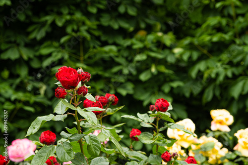 Red, yellow and pink roses in the rose garden. Beautiful greeting card.