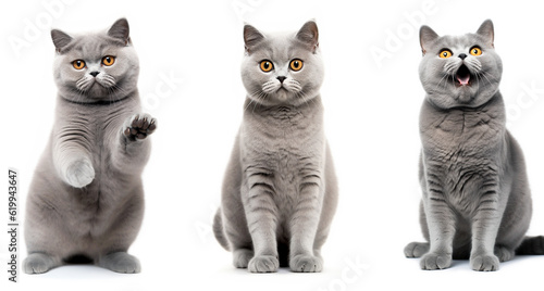 gray british shorthair cat in various poses on white background