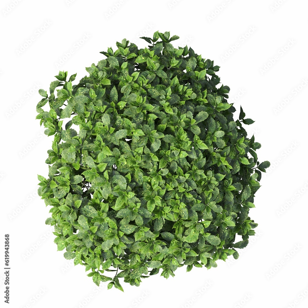 bush, top view, isolated on white background, 3D illustration, cg render
bush, top view, isolated on white background, 3D illustration, cg render