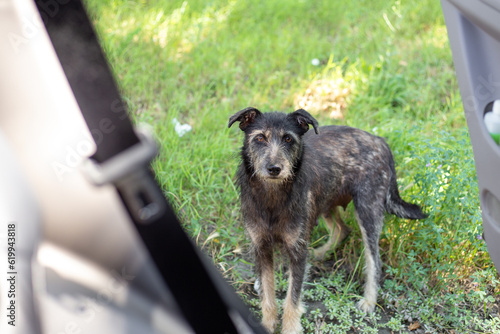 Bilde på lerret A black shaggy stray dog asks for food from the passengers of the car