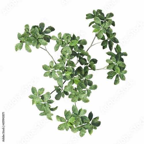 bush, top view, isolated on white background, 3D illustration, cg render
