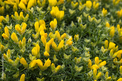 Echinospartum barnadesii, yellow flowers, plant species in the family Fabaceae. photo