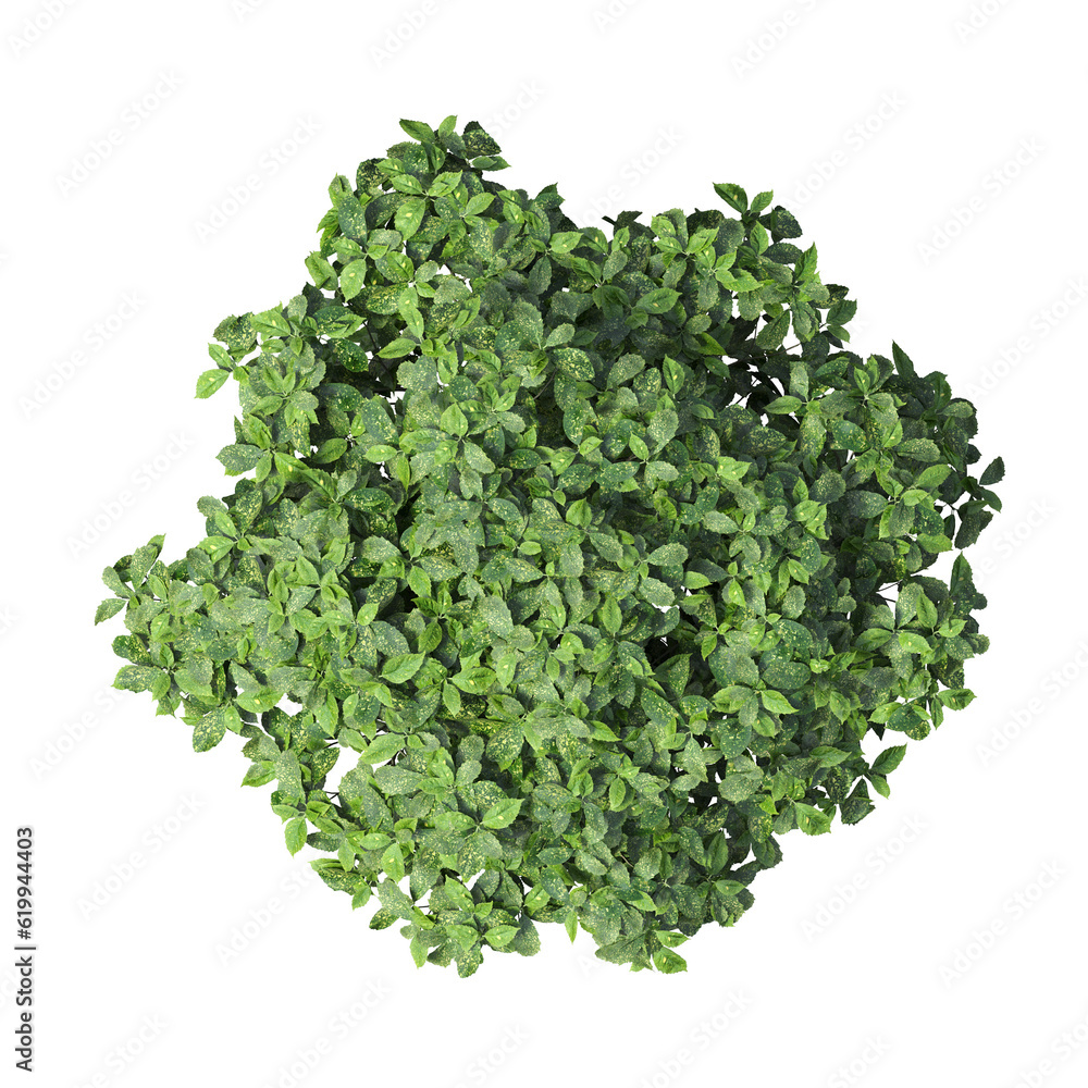 Obraz premium bush, top view, isolate on a transparent background, 3D illustration, cg render