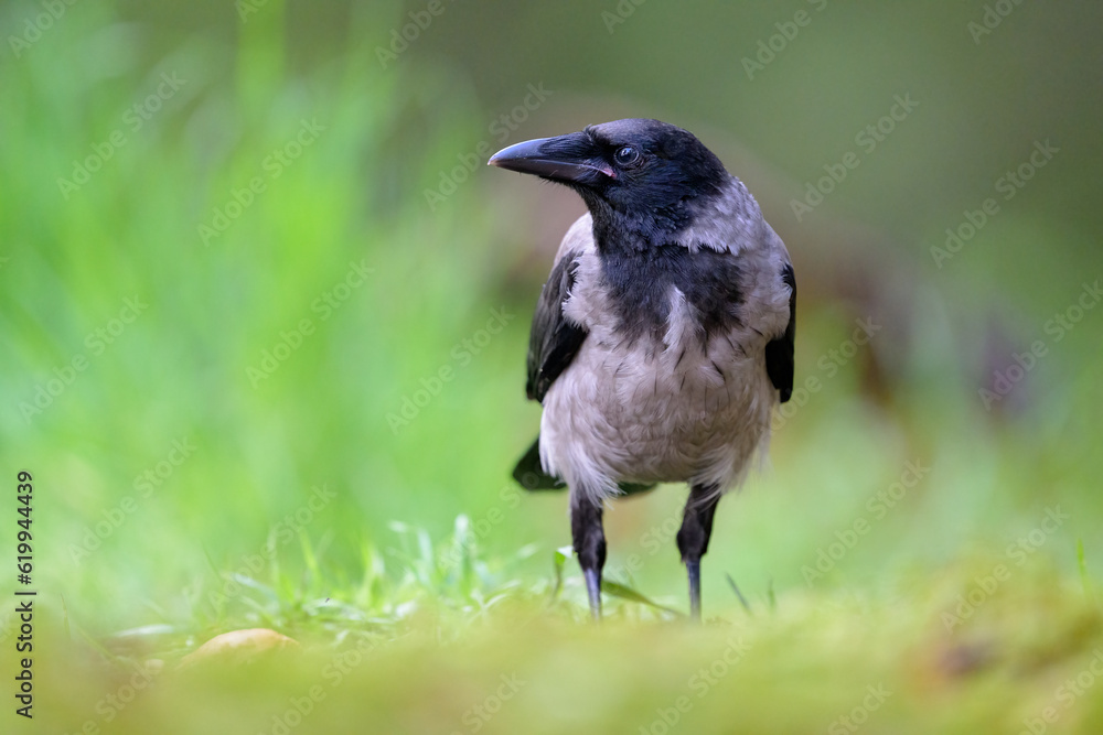Hooded crow (Corvus cornix) in forest in summer Hooded crow (Corvus cornix) in forest in summer