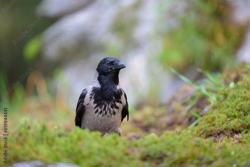 Hooded crow (Corvus cornix) in forest in summer Hooded crow (Corvus cornix) in forest in summer