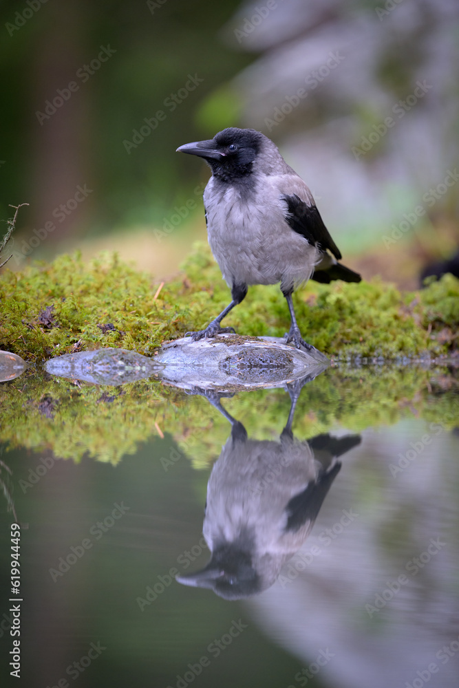 Hooded crow (Corvus cornix) in forest in summer Hooded crow (Corvus cornix) in forest in summer