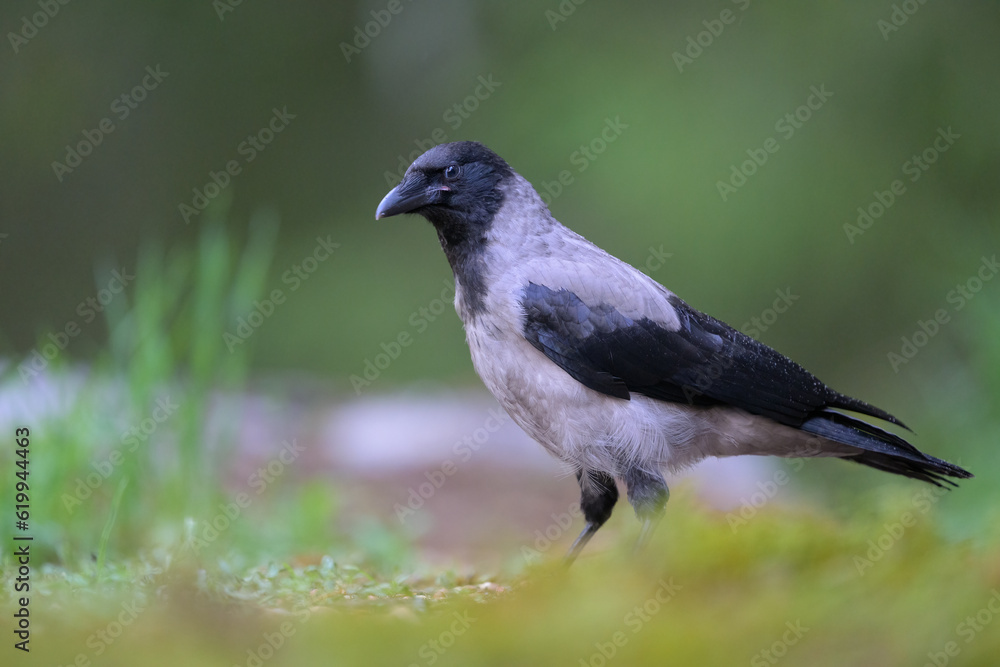 Hooded crow (Corvus cornix) in forest in summer