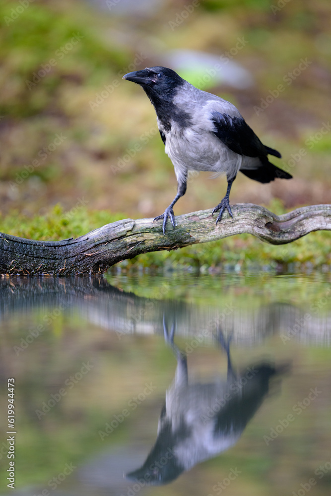 Hooded crow (Corvus cornix) in forest in summer Hooded crow (Corvus cornix) in forest in summer
