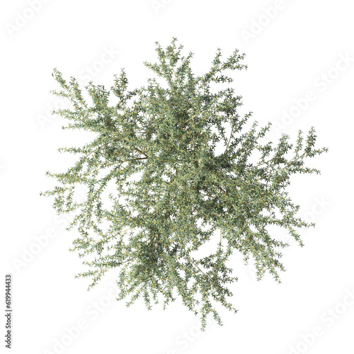 bush, top view, isolate on a transparent background, 3D illustration, cg render 