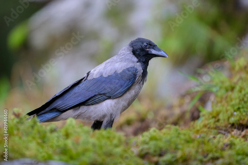 Hooded crow (Corvus cornix) in forest in summer