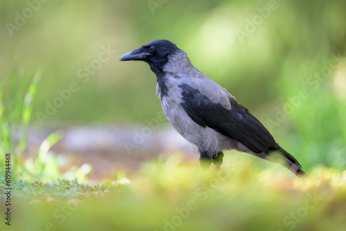 Hooded crow (Corvus cornix) in forest in summer