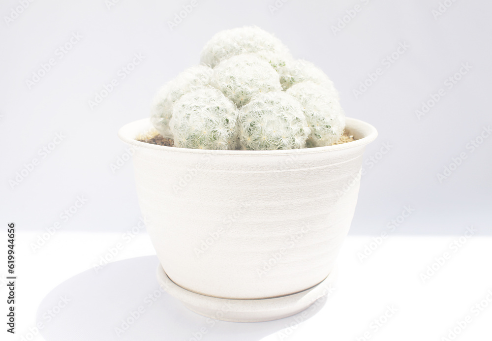 cactus in pot cactus in pot