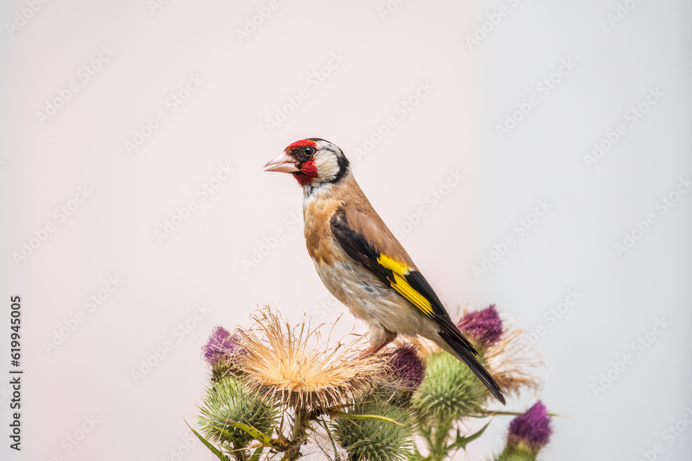 European goldfinch, feeding on the seeds of thistles. Carduelis carduelis. European goldfinch, feeding on the seeds of thistles. Carduelis carduelis.