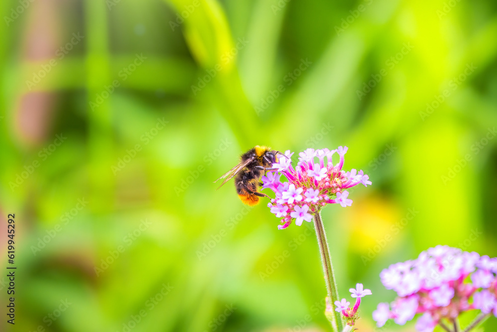 Bumble-bee sitting on Verbena purple flower in green garden Bumble-bee sitting on Verbena purple flower in green garden