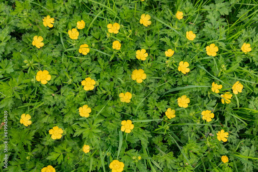 Top down view on isoalated green meadow with many blooming buttercu