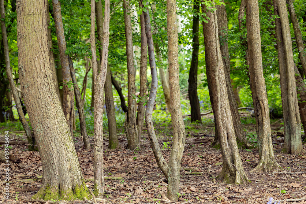 Fototapeta premium English woodland in the summer with birch and ash trees