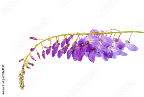 Chinese wisteria isolated on white background, Wisteria sinensis photo