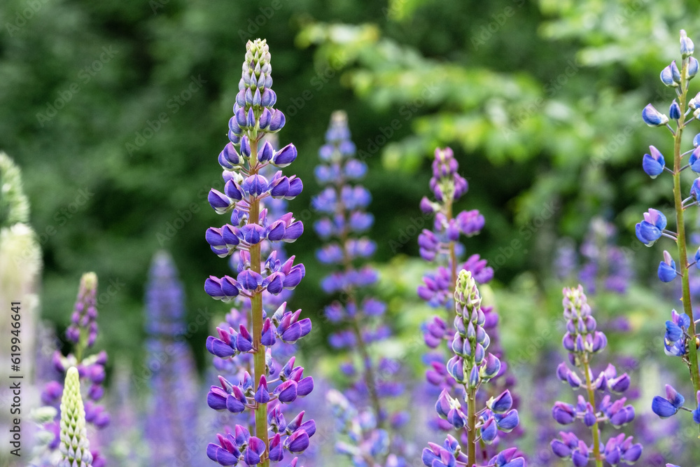 Obraz premium A close-up of a beautiful lupine field plant. Selective focus.