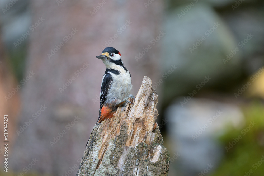 Great spotted woodpecker (Dendrocopos major) in forest in summer. Great spotted woodpecker (Dendrocopos major) in forest in summer.