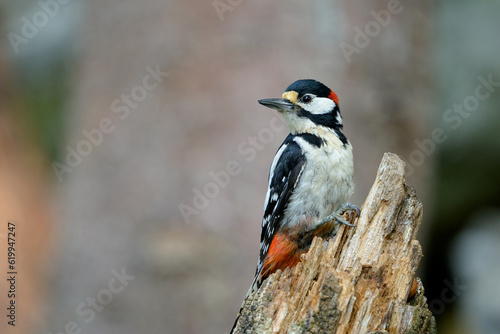 Great spotted woodpecker (Dendrocopos major) in forest in summer.