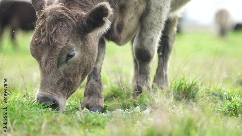 cow eating grass. angus livestock grazing on pasture cow eating grass. angus livestock grazing on pasture