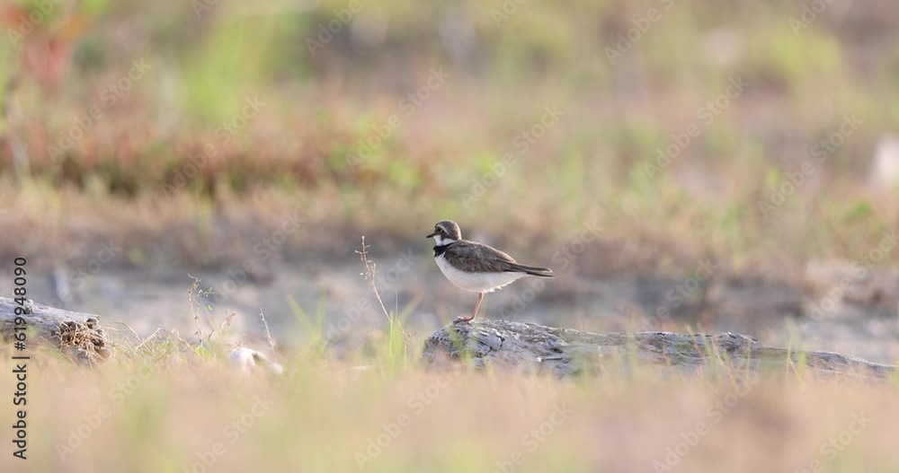 The bird and the feather, little ringed plover on the beach. The bird and the feather, little ringed plover on the beach.