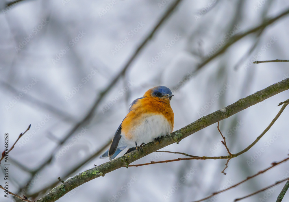 Eastern Bluebird in the snow Eastern Bluebird in the snow