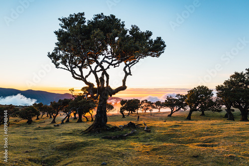Beautiful laurel trees in the afternoon sunset in the Fanal Forest, Madeira, Portugal. These very old, in common cases hundreds of years old trees look like pieces of art.