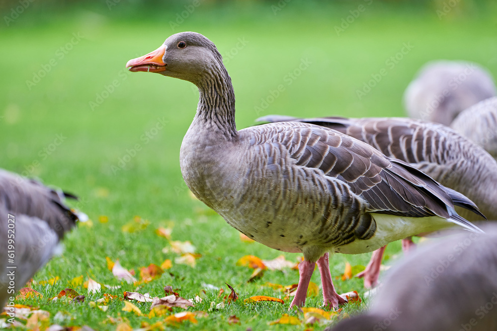 Greylag Goose on field eating grass in autumn season (Anser anser) Greylag Goose on field eating grass in autumn season (Anser anser)