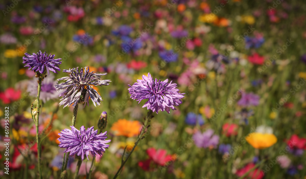 Fototapeta premium Wildblumenwiese