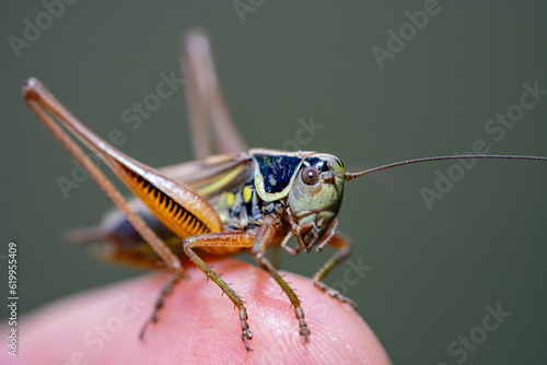 Roeseliana roeseli grasshopper macro shot on hand