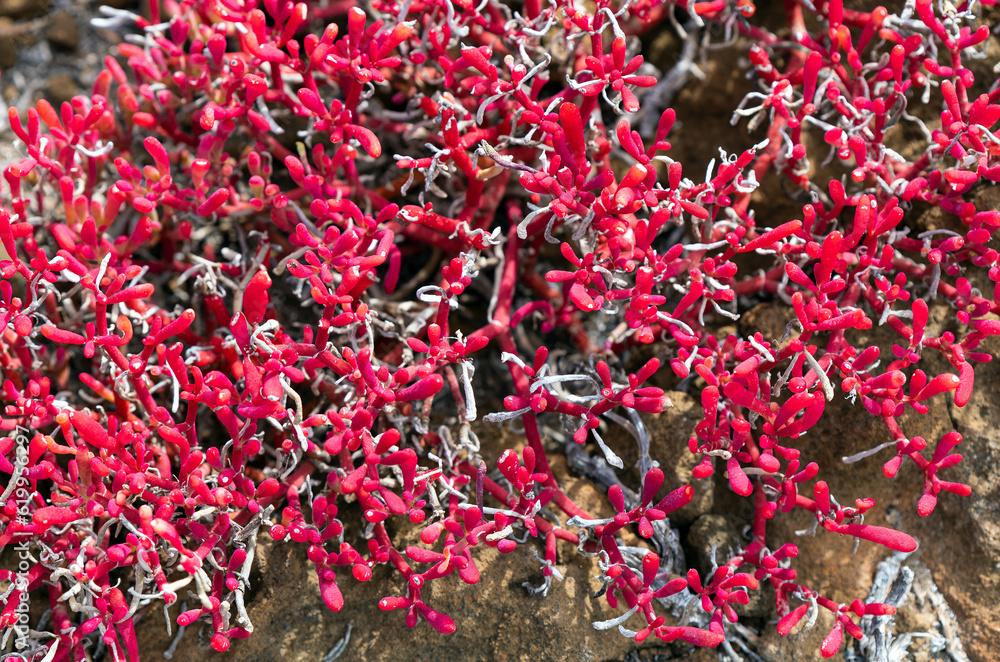 Naklejka premium Red sesuvium plant (Sesuvium edmonstonei) close up, San Cristobal island, Galapagos national park, Ecuador.