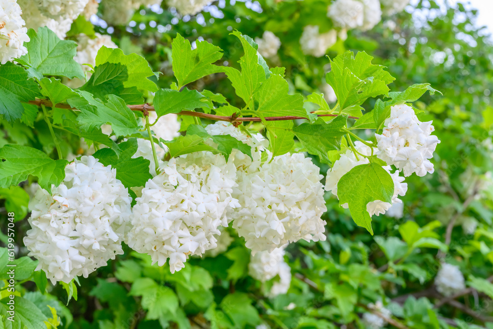 Blooming spring flowers. Large beautiful white balls of blooming Viburnum opulus Roseum (Boule de Neige). White Guelder Rose or Viburnum opulus Sterilis, Snowball Bush, European Snowball is a shrub. Blooming spring flowers. Large beautiful white balls of blooming Viburnum opulus Roseum (Boule de Neige). White Guelder Rose or Viburnum opulus Sterilis, Snowball Bush, European Snowball is a shrub.