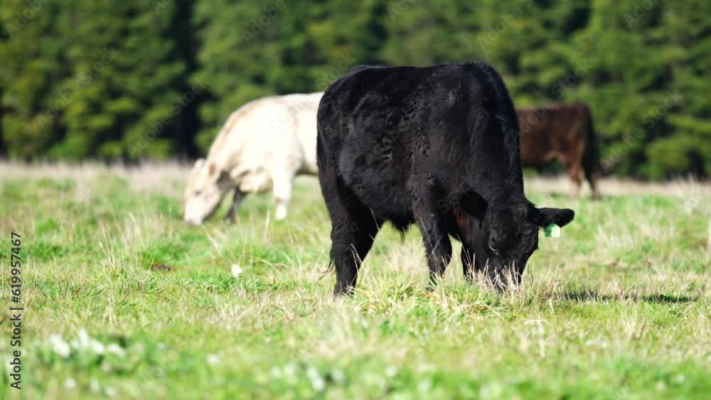 Close up of Stud Beef bulls and cows grazing on grass in a field, in Australia. eating hay and silage. breeds include speckle park, murray grey, angus, brangus and wagyu. Close up of Stud Beef bulls and cows grazing on grass in a field, in Australia. eating hay and silage. breeds include speckle park, murray grey, angus, brangus and wagyu.