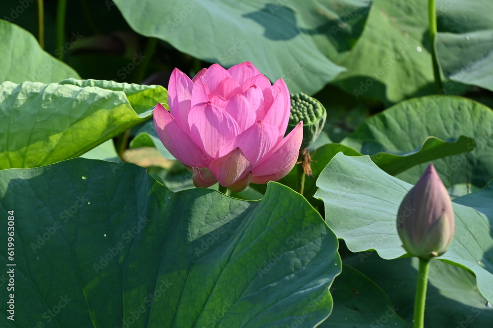 Lotus flowers in full bloom in Japanese lotus garden. Seasonal