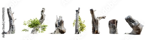 Set of tree stumps isolated on transparent background. 3D render.