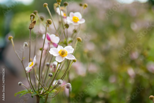 Beautiful pink japanese anemone blossoming on sunny summer day.