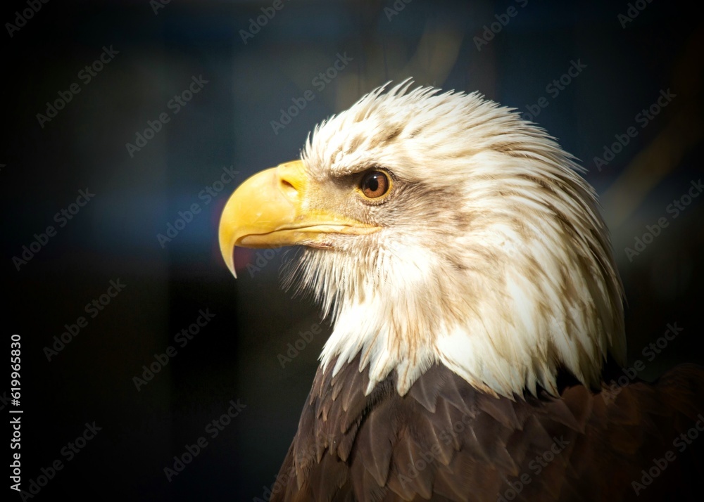 Fototapeta premium Majestic American Bald Eagle (Haliaeetus leucocephalus)