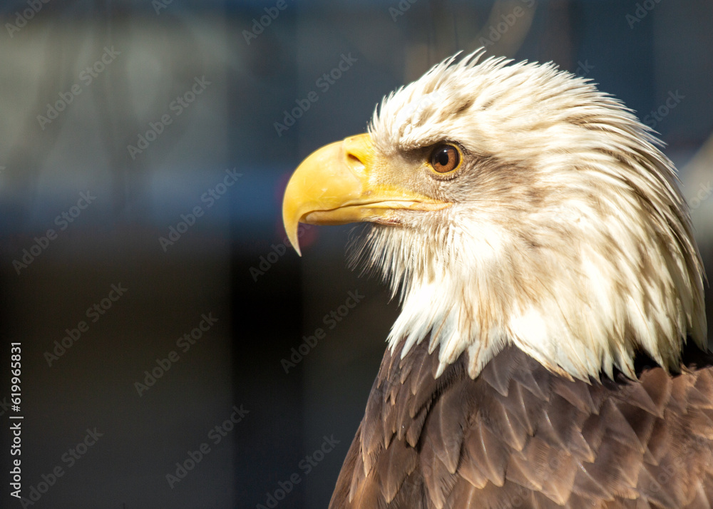Majestic American Bald Eagle (Haliaeetus leucocephalus) Majestic American Bald Eagle (Haliaeetus leucocephalus)