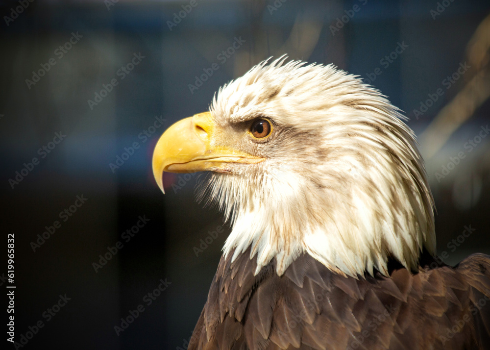 Majestic American Bald Eagle (Haliaeetus leucocephalus) Majestic American Bald Eagle (Haliaeetus leucocephalus)