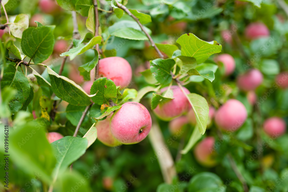 Red apples on apple tree branch on warm autumn day. Harvesting ripe fruits in an apple orchard. Growing own fruits and vegetables in a homestead. Red apples on apple tree branch on warm autumn day. Harvesting ripe fruits in an apple orchard. Growing own fruits and vegetables in a homestead.